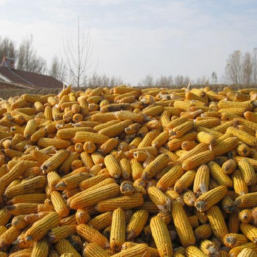 深耕糧食收購(gòu)，吳經(jīng)理的農(nóng)業(yè)堅(jiān)守與擔(dān)當(dāng)